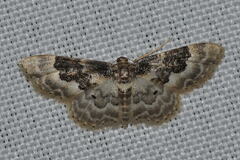 Idaea rusticata