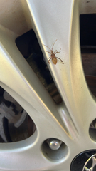 Leptoglossus occidentalis