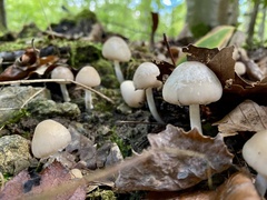 Psathyrella longipes