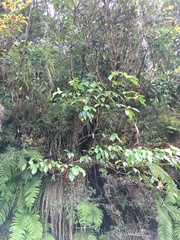 Trochodendron aralioides