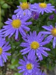 Ionactis linariifolia