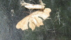 Calledapteryx dryopterata