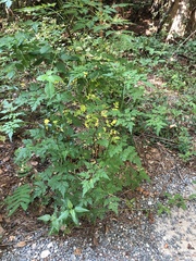 Bidens bipinnata