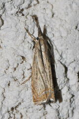 Chrysoteuchia culmella