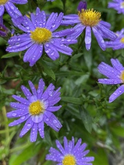 Ionactis linariifolia