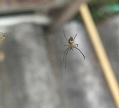 Leucauge