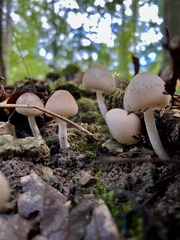 Psathyrella longipes