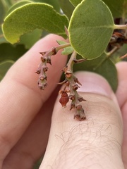Arctostaphylos mewukka
