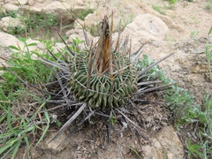 Echinofossulocactus
