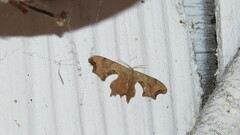 Calledapteryx dryopterata