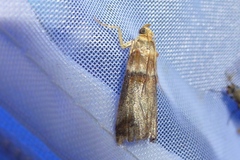 Acrobasis tumidana