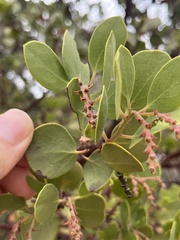 Arctostaphylos mewukka