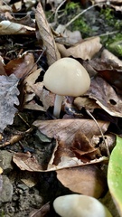 Psathyrella longipes