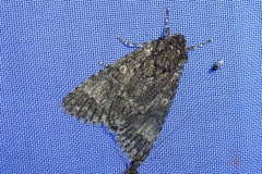 Acronicta megacephala