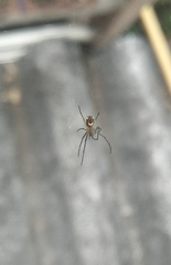 Leucauge