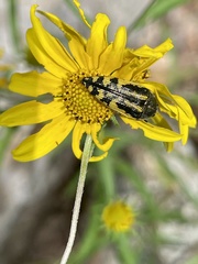 Acmaeodera amplicollis