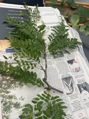 Gleditsia triacanthos