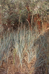 Leymus racemosus