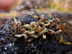 Odontoschisma denudatum