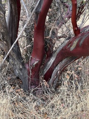 Arctostaphylos mewukka