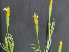 Tagetes micrantha