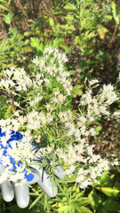 Eupatorium hyssopifolium