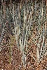 Leymus racemosus