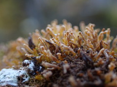 Odontoschisma denudatum