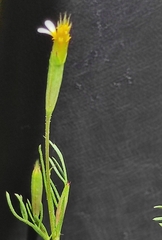 Tagetes micrantha