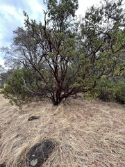 Arctostaphylos mewukka