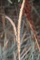 Leymus racemosus