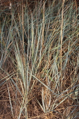 Leymus racemosus