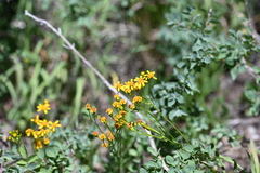 Packera streptanthifolia