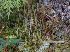 Cladonia gracilis