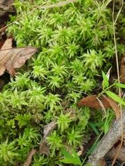 Sphagnum