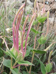 Mirabilis longiflora