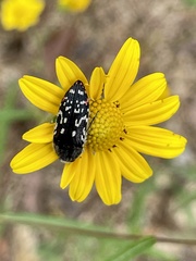 Acmaeodera rubronotata