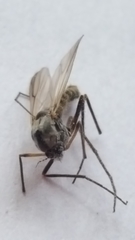 Chironomoidea