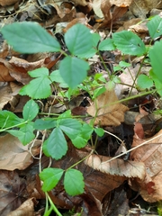 Rubus hispidus