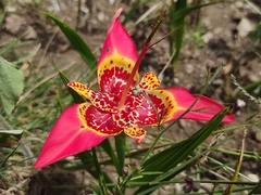 Tigridia pavonia