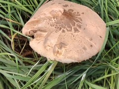 Macrolepiota