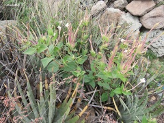 Mirabilis longiflora