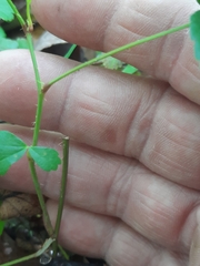 Rubus hispidus