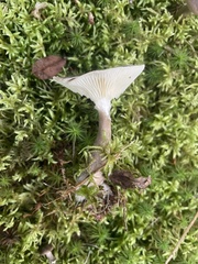 Ampulloclitocybe clavipes