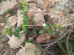 Mirabilis longiflora