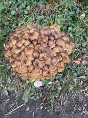 Desarmillaria tabescens