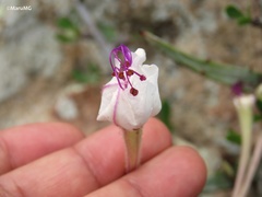 Mirabilis longiflora