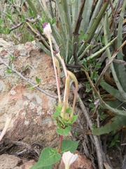 Mirabilis longiflora