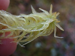 Sphagnum pacificum