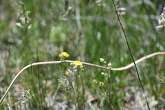 Potentilla gracilis